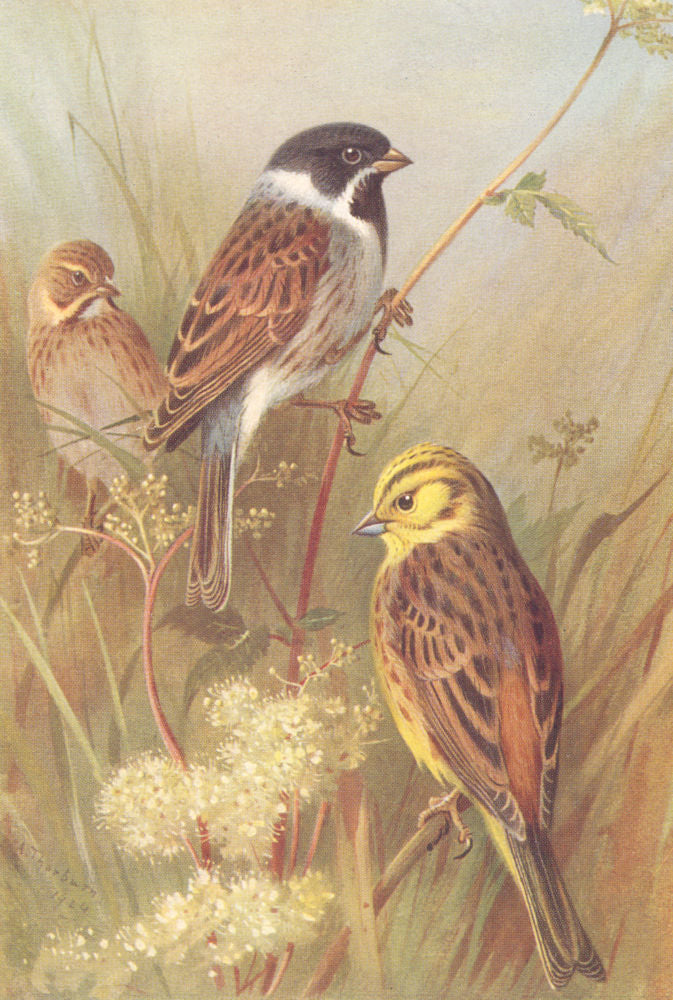 BRITISH BIRDS. Reed-Bunting (male & female) ; Yellow Hammer. THORBURN 1925